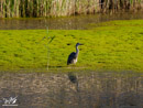 Grey Heron - Czapla Siwa